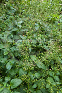 Photos of Scrophularia nodosa, Woodland Figwort, Carpenter's Square, Figwort, Rosenoble, Throatwort, Scrofula Plant, Common Figwort. Best known for its wound-healing, anti-inflammatory and wound healing activity.